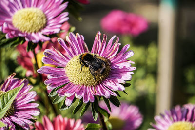 Close-up of bee pollinating on pink flower