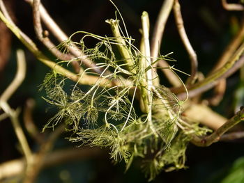 Close-up of spider web on plant