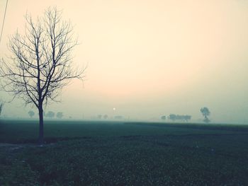 Bare tree on field against sky during sunset
