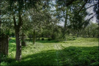 Trees growing on field