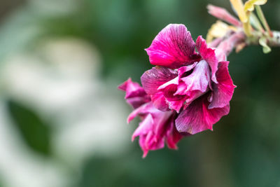 Close-up of pink rose