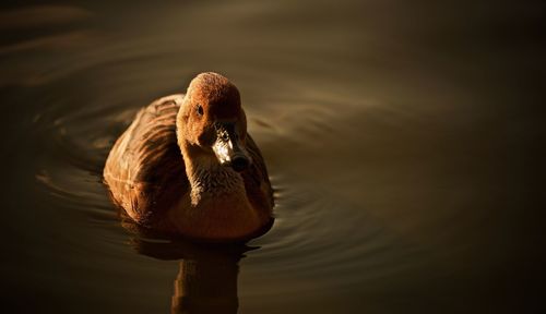 Swan swimming in lake