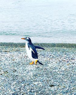 Bird on lake shore