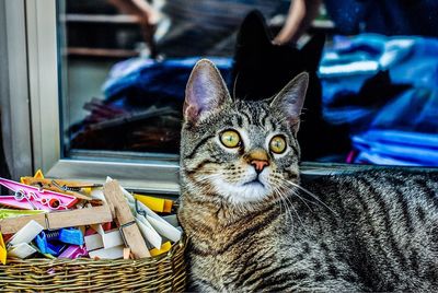 Portrait of a cat in basket