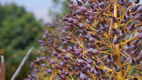 Close-up of flowers growing on tree