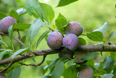 Close-up of berries growing on tree