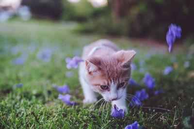 cat