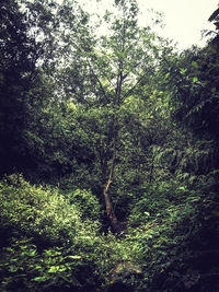 Trees growing in park