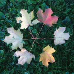 Close-up of maple leaves on field