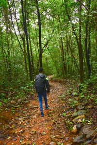 Rear view of man walking in forest