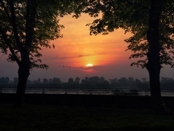 Silhouette of trees at beach during sunset