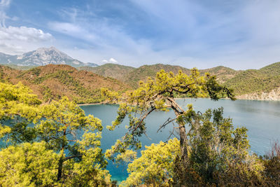 Scenic view of lake by trees against sky