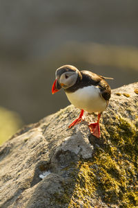 Close-up of bird perching on rock