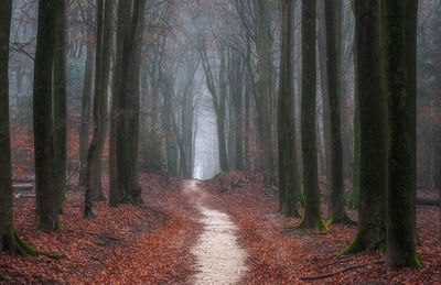 Dirt road amidst trees in forest