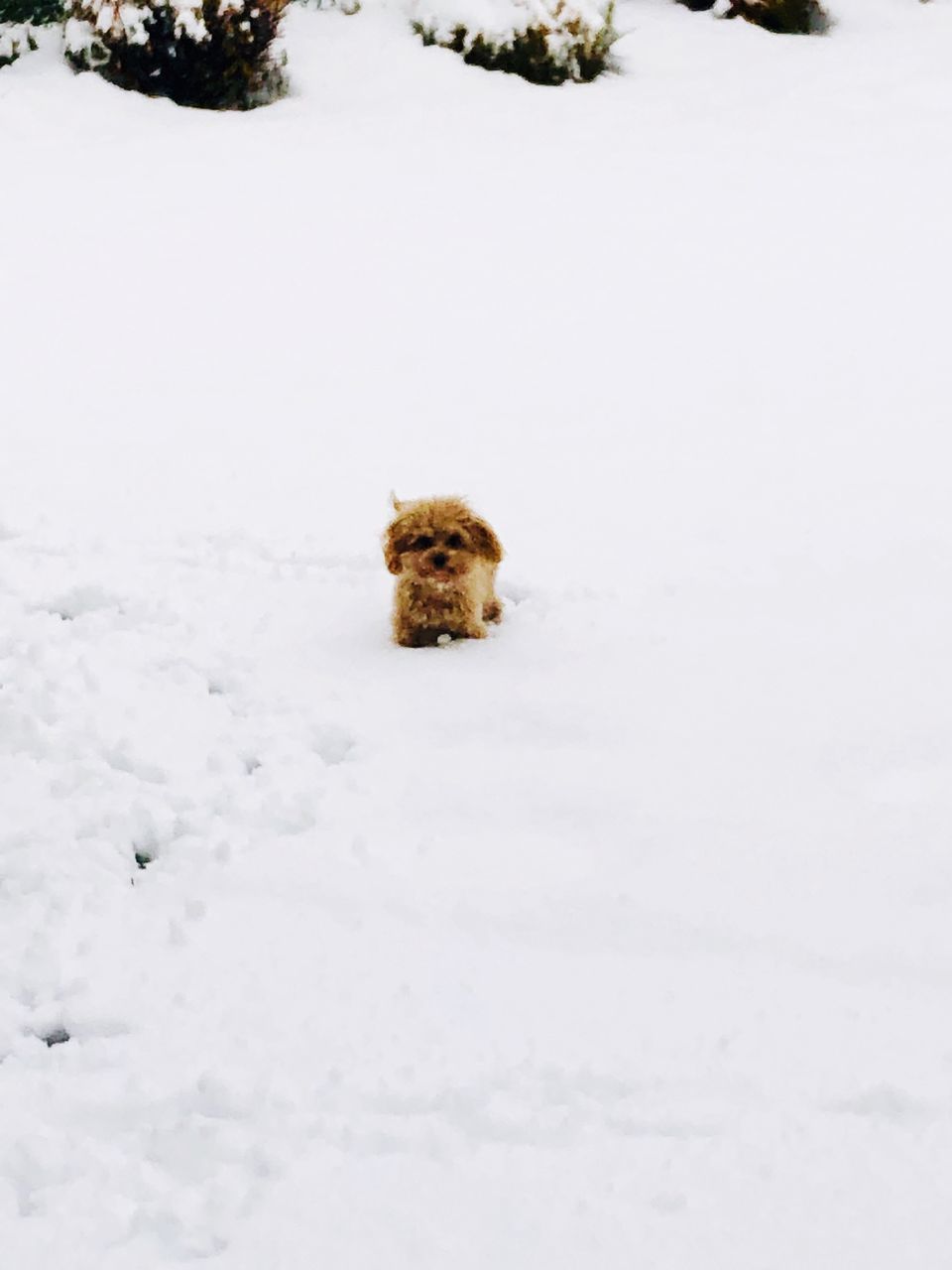 cold temperature, snow, one animal, winter, mammal, animal, canine, animal themes, dog, pets, white color, field, domestic, vertebrate, nature, land, no people, domestic animals, covering, snowcapped mountain