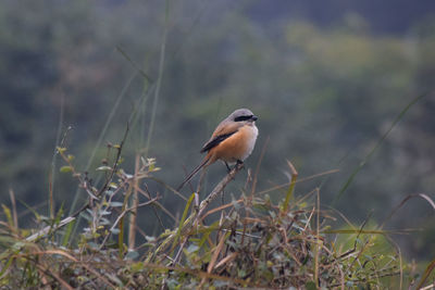 Close-up of bird perching on a field