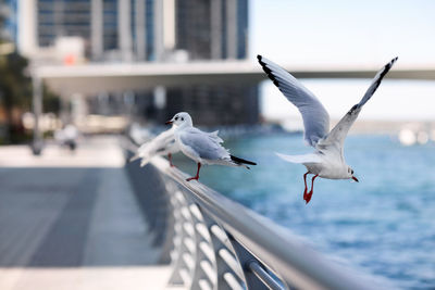 Seagulls sit on the parapet against the backdrop