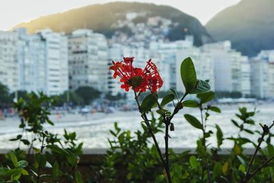 Close up of red flower