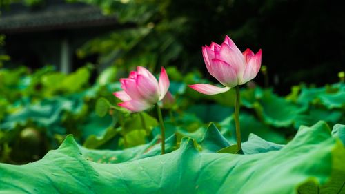 Close-up of pink flowers