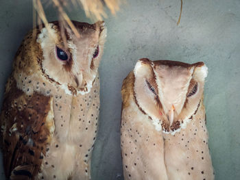 Close-up of oriental bay owls against wall