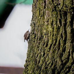 Close-up of squirrel perching on tree trunk