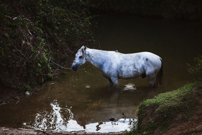 Horse in water