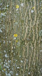 Full frame shot of yellow flowering tree trunk