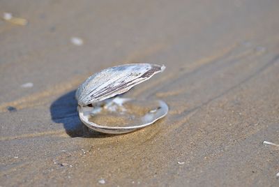 Close-up of seashell on beach