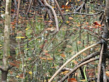 Close-up of tree against water