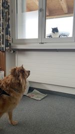 Dog sitting on window at home