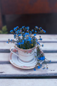 Close-up of potted plant on table