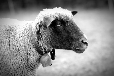 Close-up of a sheep looking away