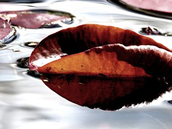 Close-up of red leaf in water