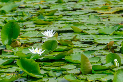 Close-up of lotus water lily