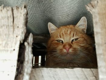 Portrait of cat sitting