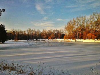 View of trees in winter