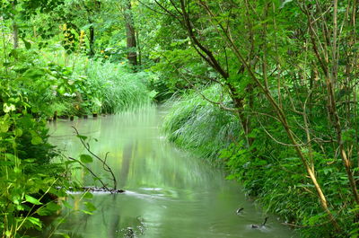 Scenic view of forest