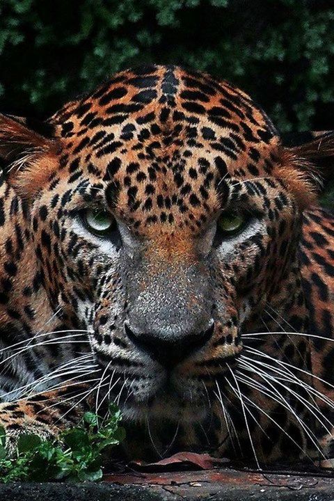animal themes, one animal, animals in the wild, animal markings, wildlife, mammal, tiger, leopard, zoo, safari animals, animal head, natural pattern, endangered species, close-up, focus on foreground, animals in captivity, forest, outdoors, side view, undomesticated cat