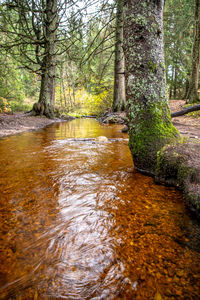 Stream flowing in forest