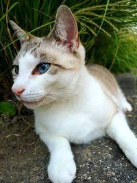 Close-up of cat looking away