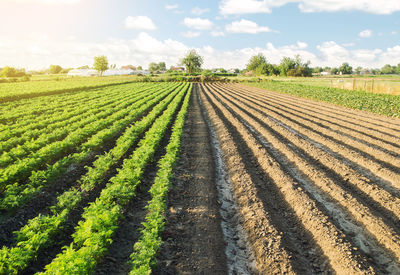 Half of field is planted with a carrot plantation and second part is ready for sowing.