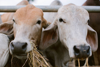 Close-up of cows