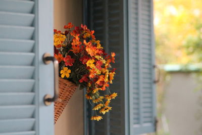 Close-up of flowers against house