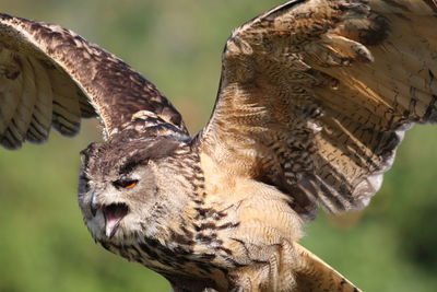 Owl on the hunt in the approach