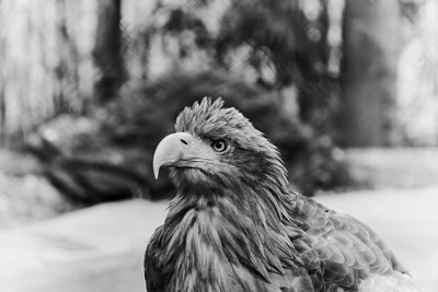 Close-up of eagle against blurred background