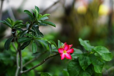 Close-up of pink flowering plant