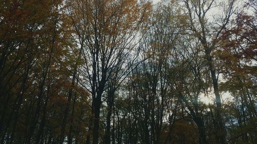 Low angle view of trees in forest