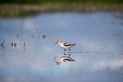 Birds flying over lake