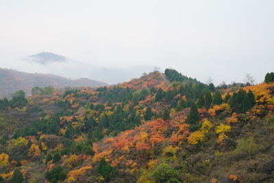 Scenic view of trees against sky during autumn