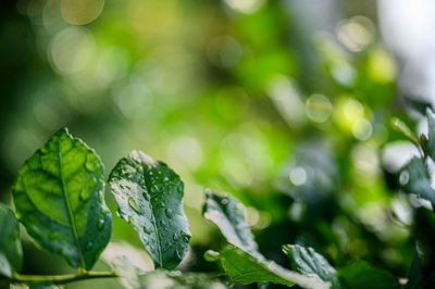 Close-up of wet plant leaves